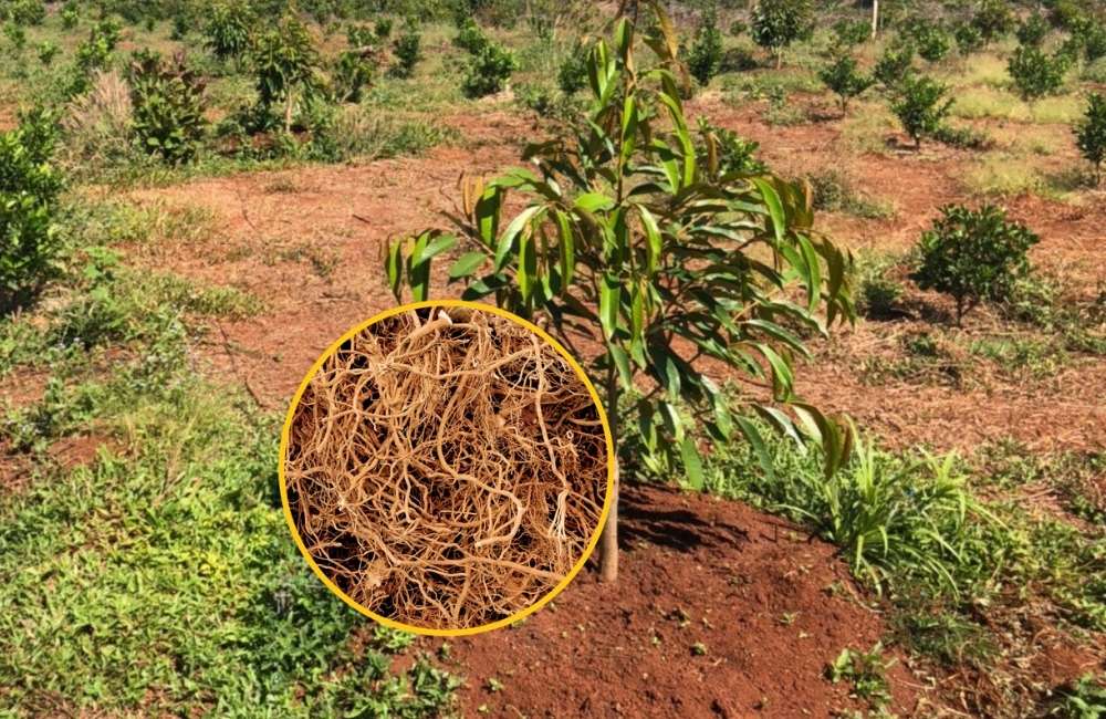 Quy trình chăm sóc sầu riêng