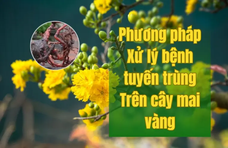 Cách xử lý bệnh tuyến trùng trên cây mai vàng