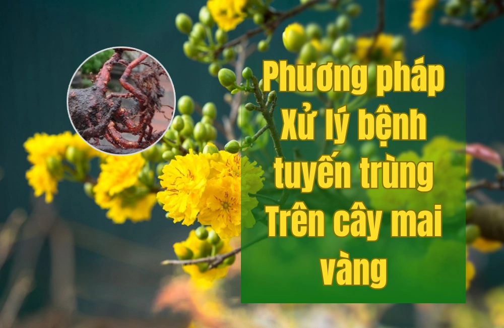 Cùng ViGen tìm hiểu cách xử lý bệnh tuyến trùng trên cây mai vàng bằng biện pháp khoa học và thuốc chuyên dụng