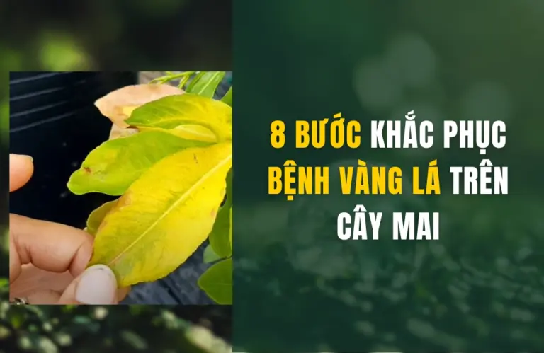 8 bí quyết chữa bệnh vàng lá trên cây mai