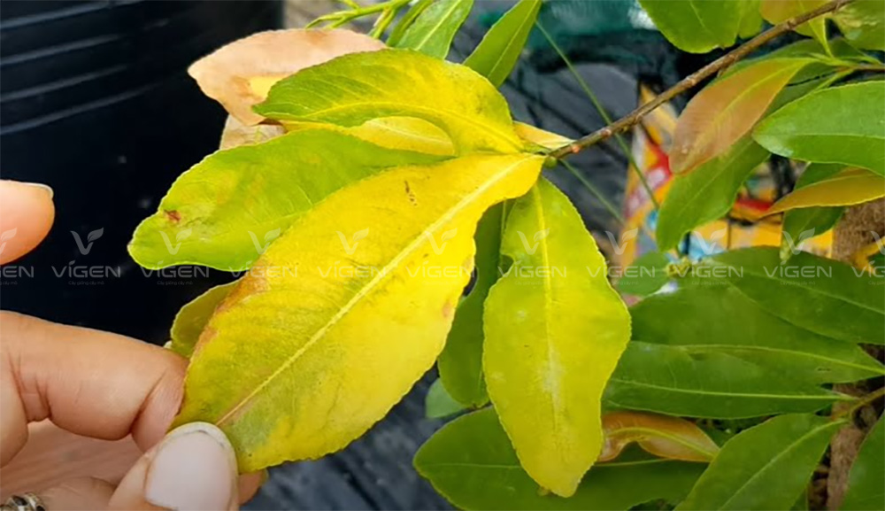 Vàng lá trên mai khiến cây chậm phát triển, dễ suy kiệt