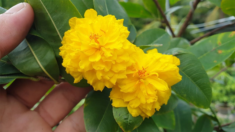 Đặt chậu trong nhà hoặc hiên che giúp hoa bền lâu hơn 50%