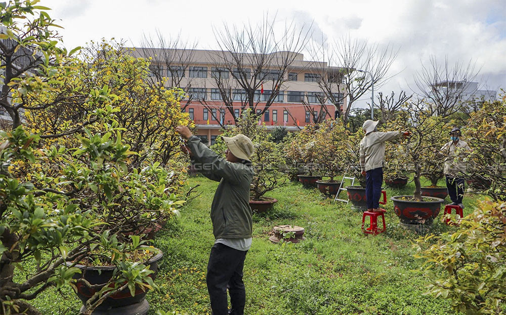Cắt tỉa cành lá – giữ cây thông thoáng, ngăn nấm bệnh