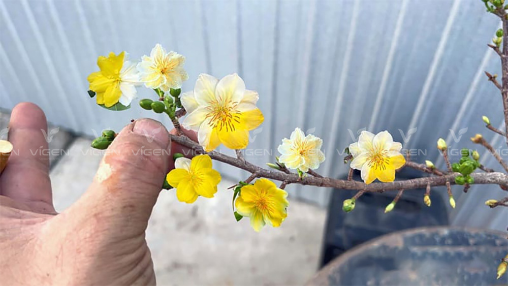 Nhị Ngọc Toàn – lựa chọn đẳng cấp cho Tết sum vầy