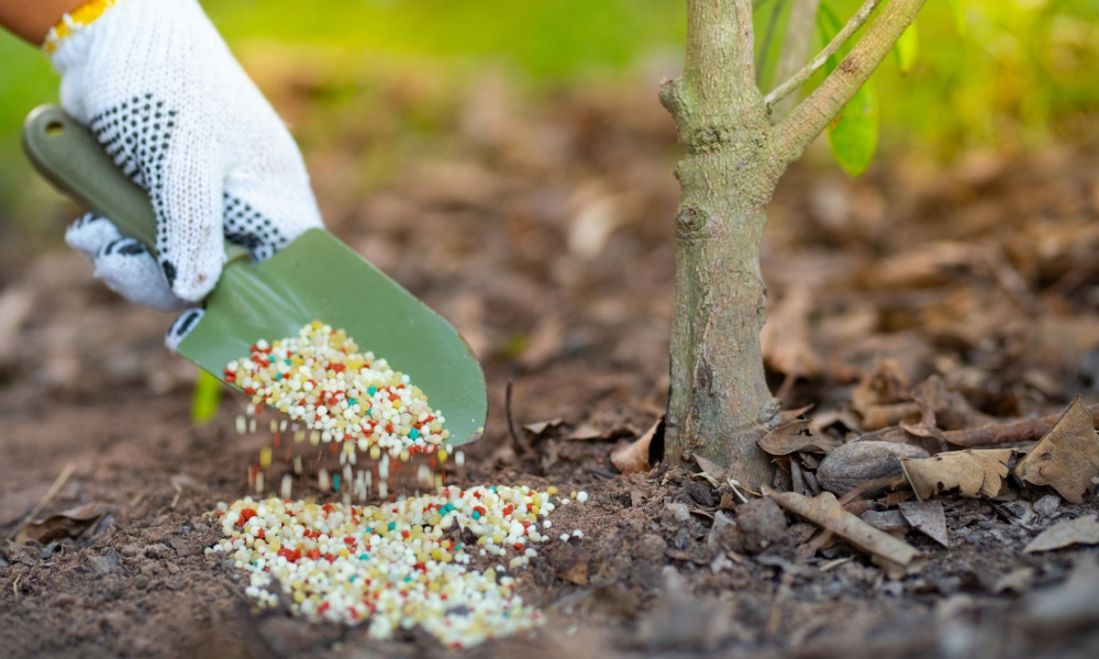 Hiểu đúng cách bón phân để giữ trọn sắc mai ngày Tết