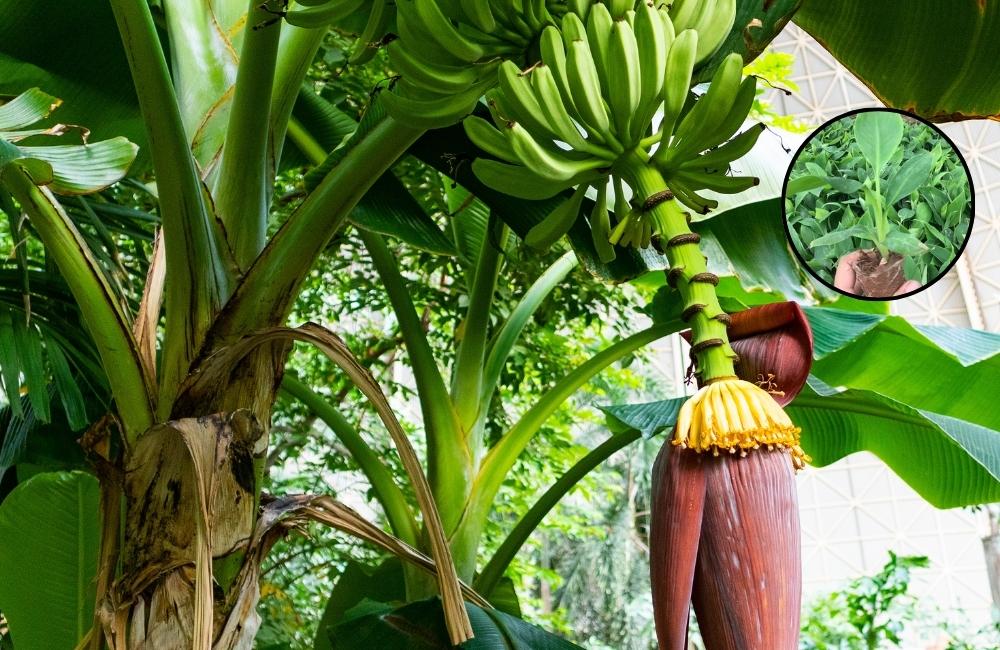 Giống chuối tiêu