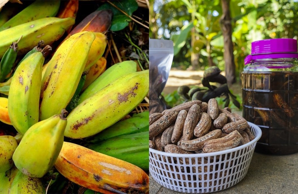 Giống chuối hột