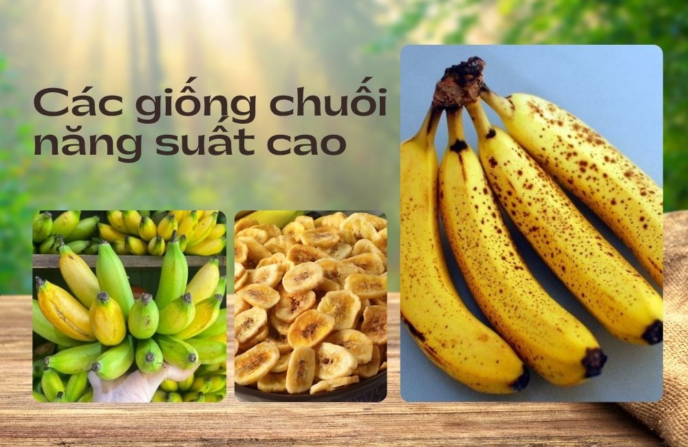 các giống chuối năng suất cao