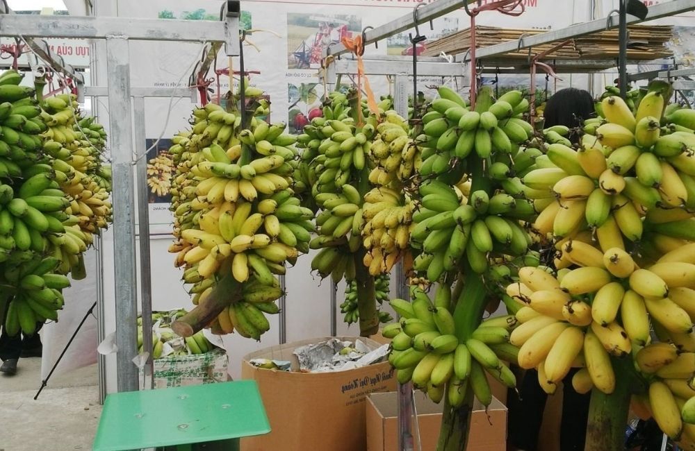 Giống chuối trồng miền Bắc