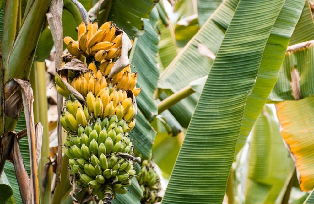 nơi mua uy tín các giống chuối