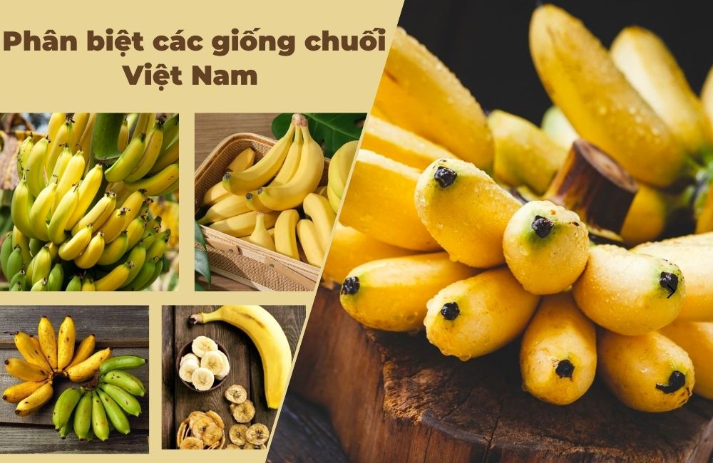 các giống chuối
