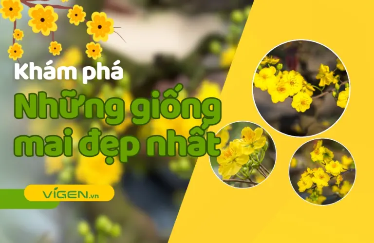 Top 22 các giống mai vàng được yêu thích tại Việt Nam: Hành trình sắc vàng từ ViGen