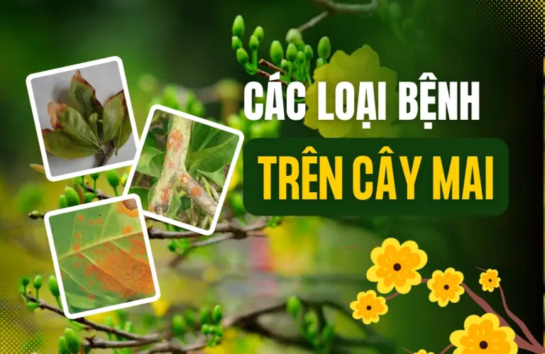 Phân tích chuyên sâu về các loại bệnh trên cây mai vàng: Giải pháp bảo vệ toàn diện