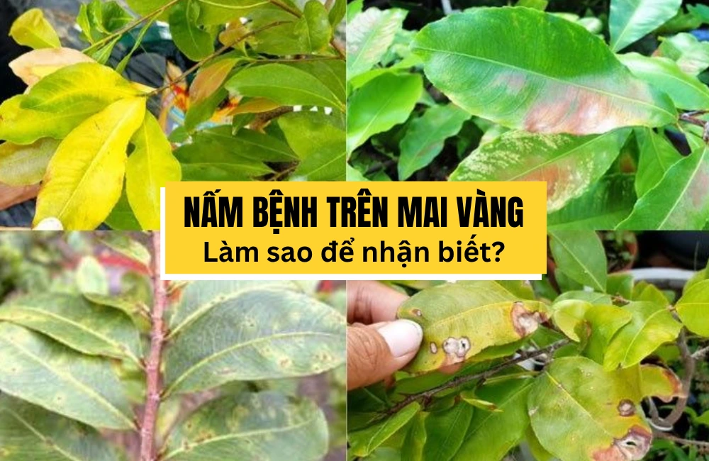 Chuyên gia ViGen hướng dẫn cách nhận biết và phòng trị các loại nấm bệnh trên cây mai vàng bằng biện pháp sinh học an toàn và bền vững