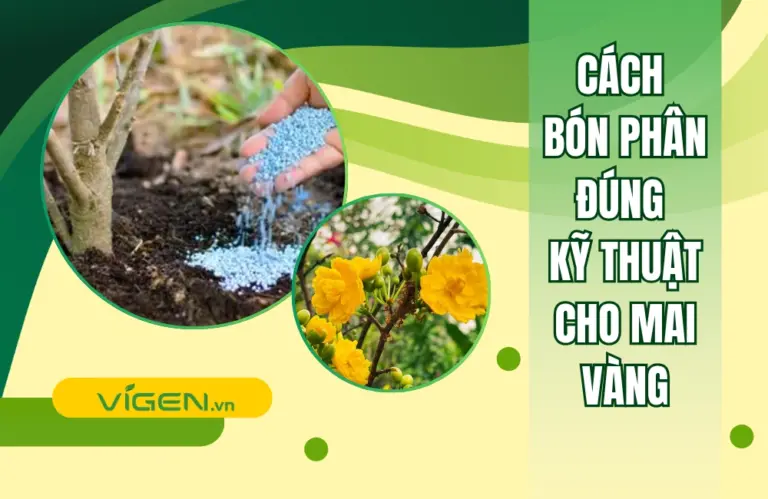 Cách bón phân cho mai vàng