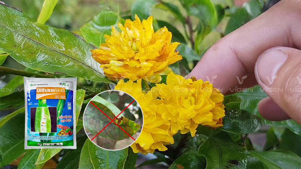 Cắt bỏ ổ bệnh, kết hợp thuốc đặc trị để ngăn tái phát