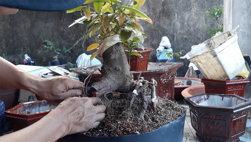 Phục hồi mai sau Tết: Cắt rễ hư, thay đất mới, đồng thời bón phân nhẹ