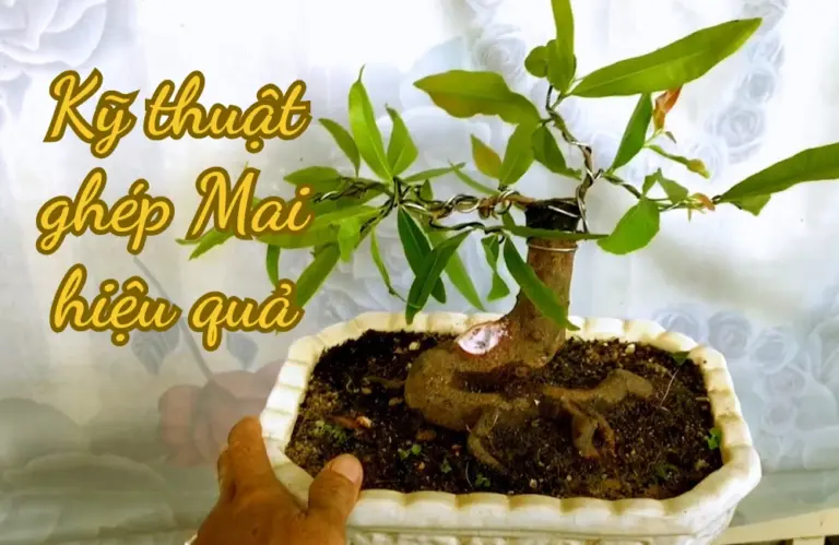 Cách ghép mai_ Kỹ thuật ghép mắt và ghép cành hiệu quả với hướng dẫn từ ViGen