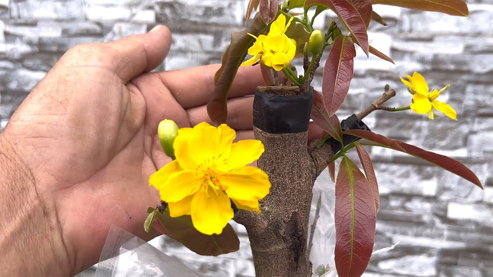 Ghép mai – Bí quyết tạo giống quý bền vững