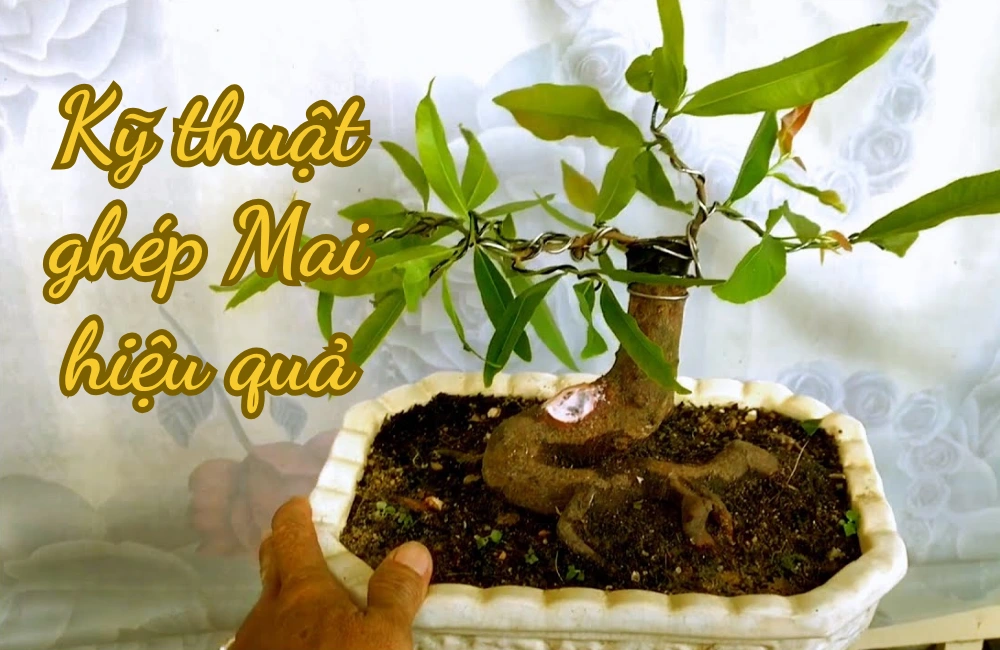 Cách ghép mai vàng bằng phương pháp ghép mắt kim được chuyên gia ViGen hướng dẫn, giúp nhân giống cây mai khỏe mạnh và hoa nở đẹp dịp Tết