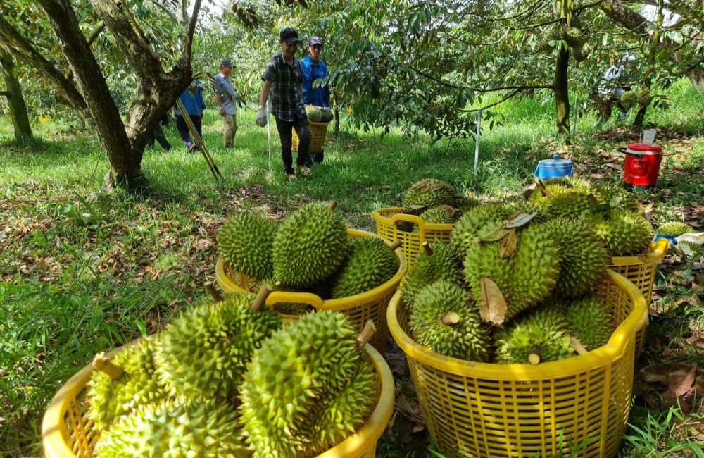 cách thu hoạch sầu riêng