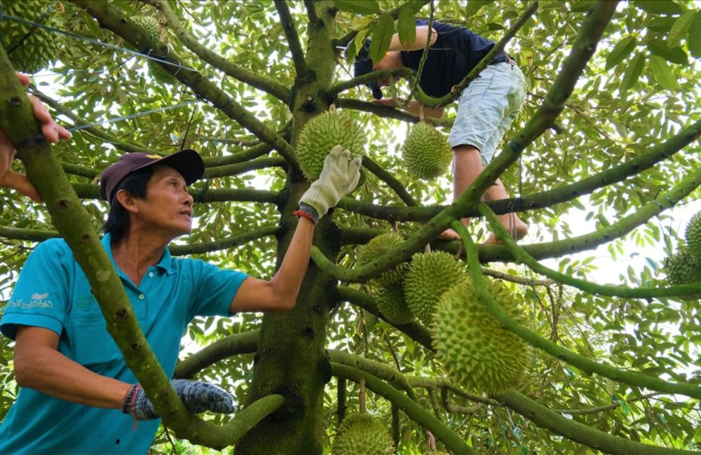 cách biết sầu riêng chín cây
