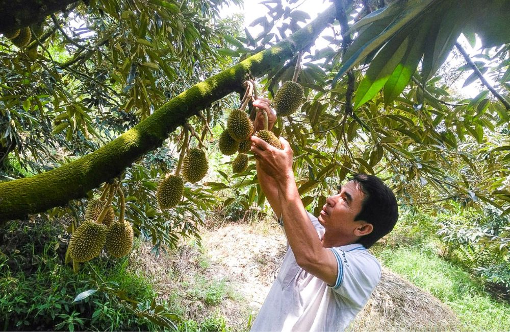phân biệt sầu riêng ngon