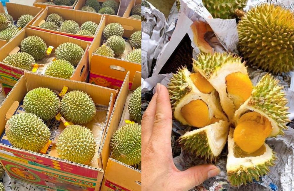 Bảo quản sầu riêng sau thu hoạch