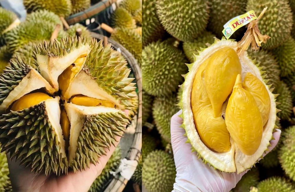 Chế biến sầu riêng sau thu hoạch