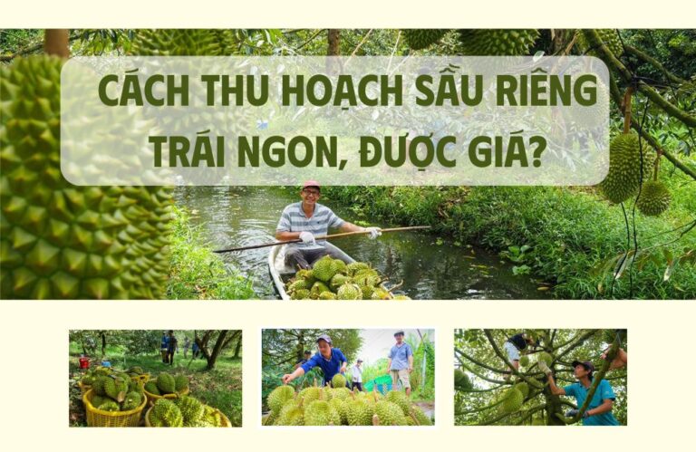 Cách thu hoạch sầu riêng trái ngon, được giá?