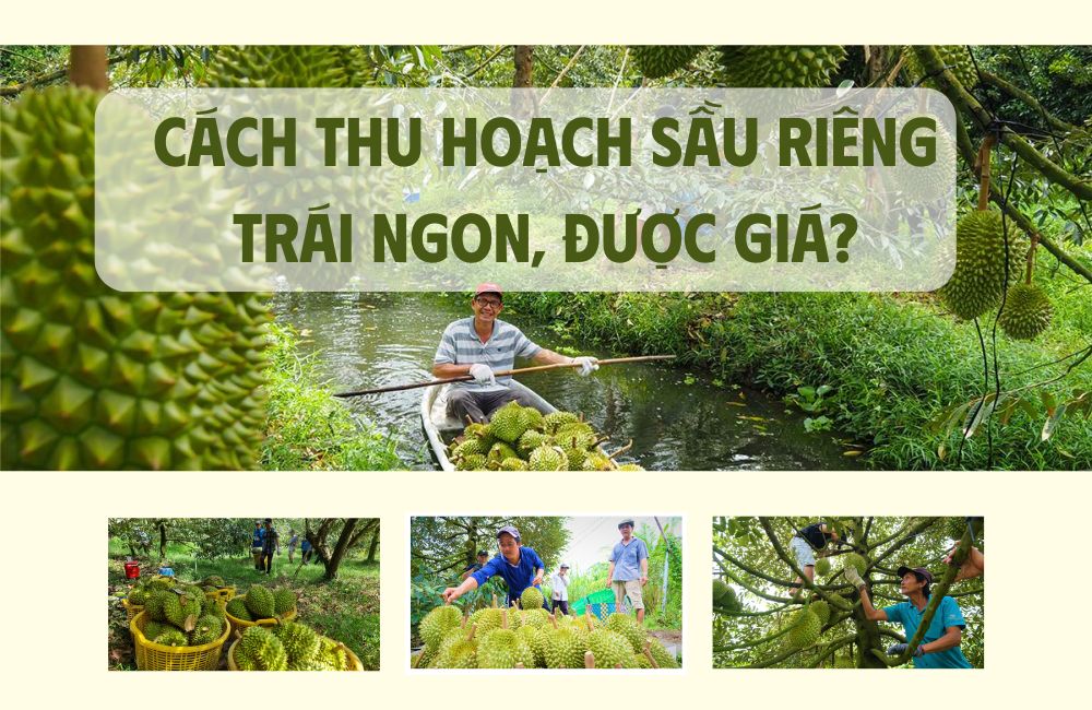 cách thu hoạch sầu riêng