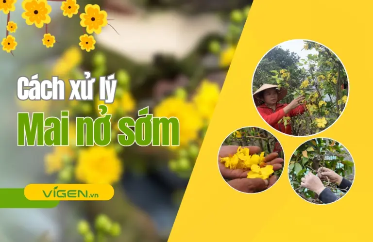 5 cách xử lý cây mai nở sớm hiệu quả tại nhà
