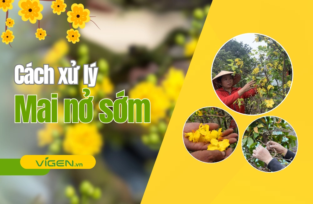 Cây mai vàng nở sớm trước Tết do thời tiết nóng, cần áp dụng cách xử lý cây mai nở sớm để điều chỉnh thời điểm ra hoa đúng dịp