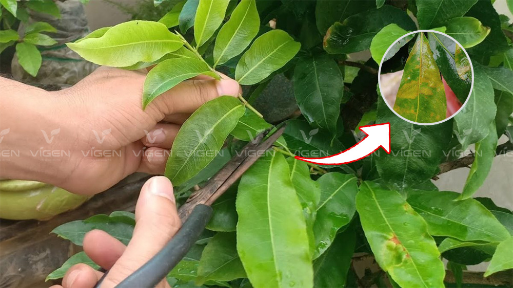 Loại bỏ lá nhiễm rỉ sắt để bảo vệ cây
