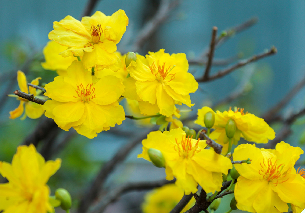 Mai vàng nở sớm thường do nhiệt độ, ánh sáng và chăm sóc sai cách