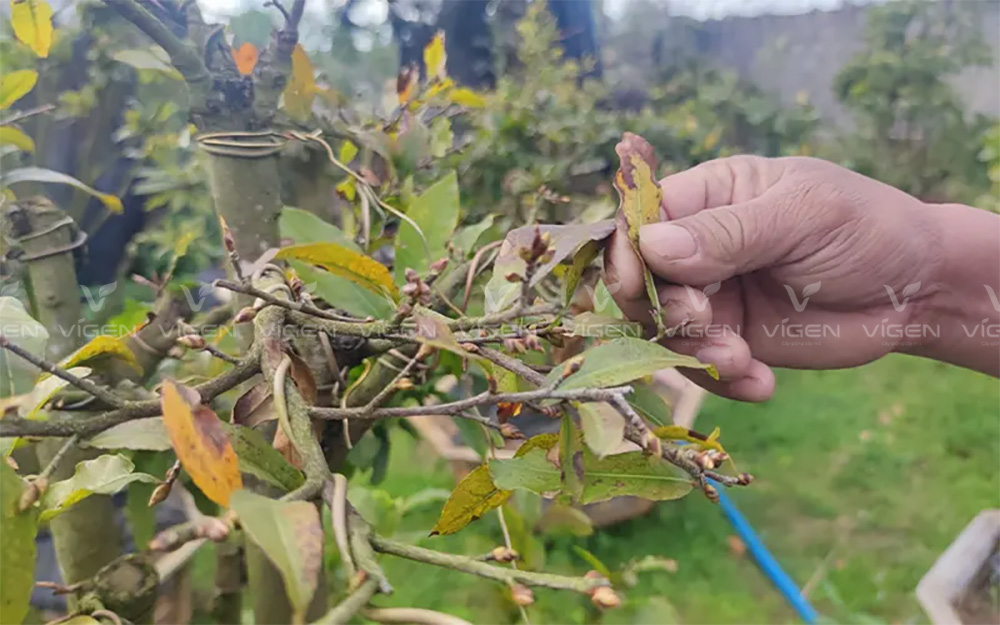 Cần chăm sóc sớm để cây mai có thể phục hồi, giảm thiểu thiệt hại