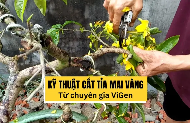 Cắt tỉa cây mai vàng: Kỹ thuật chi tiết và chăm sóc hiệu quả từ ViGen