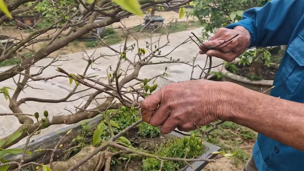 Cắt tỉa sau Tết giúp mai vàng phục hồi và bật chồi non khỏe mạnh