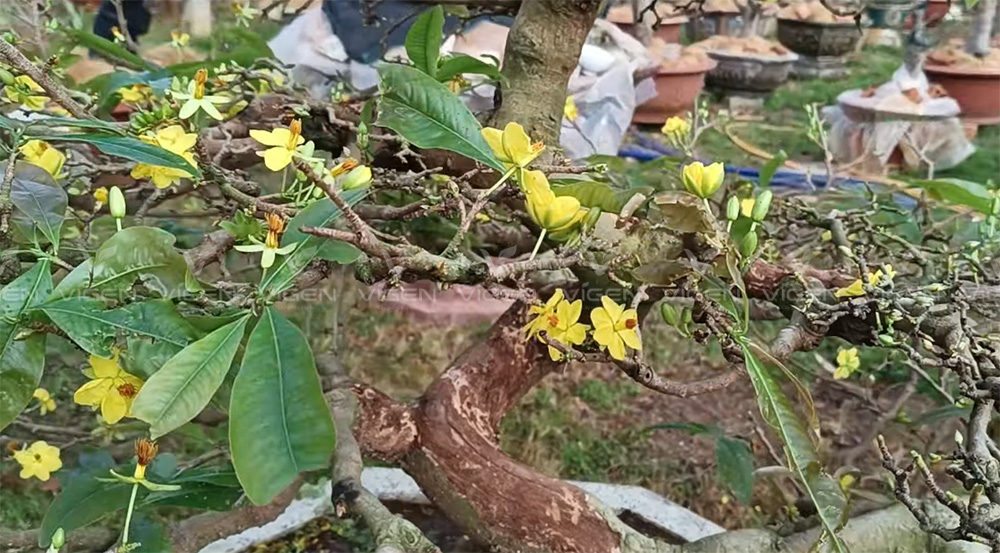 Khác với nứt vật lý, nấm bệnh làm vỏ thối loang và bong tróc