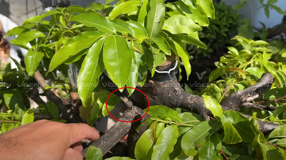 Nứt vỏ thân mai – dấu hiệu stress cơ học, cần chăm sóc kịp thời