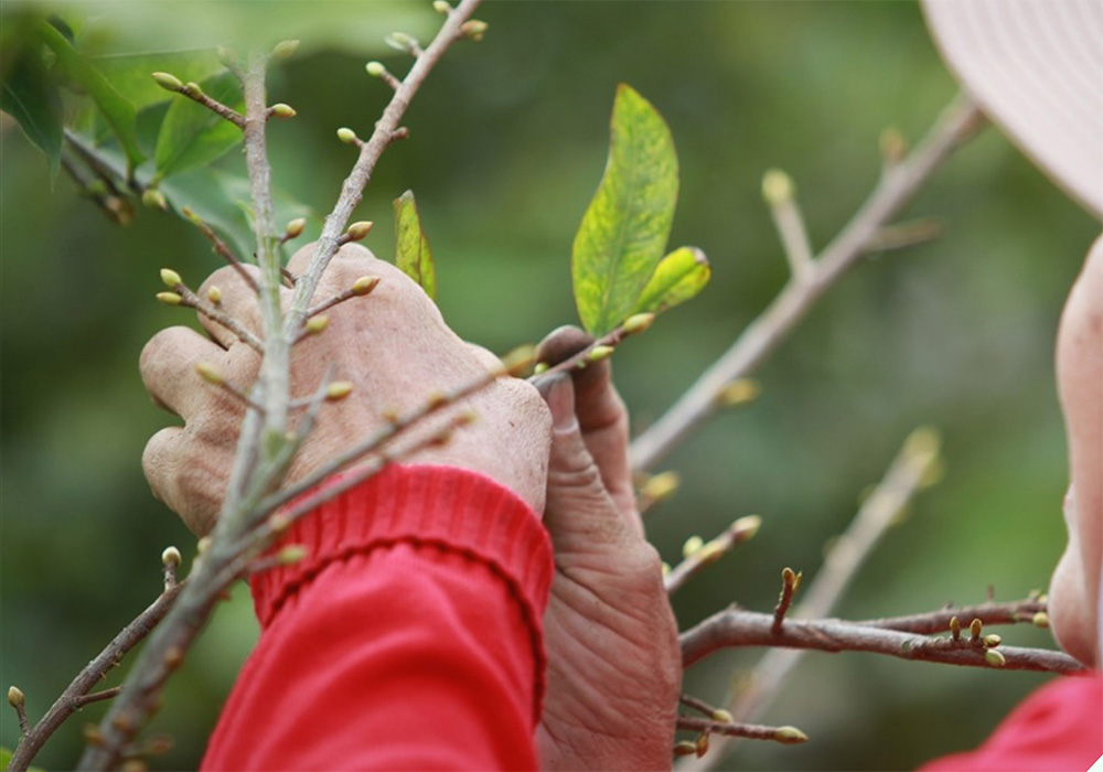 Hầu hết thời điểm hoa mai trổ bông phụ thuộc vào quá trình chăm sóc cây mai của bạn