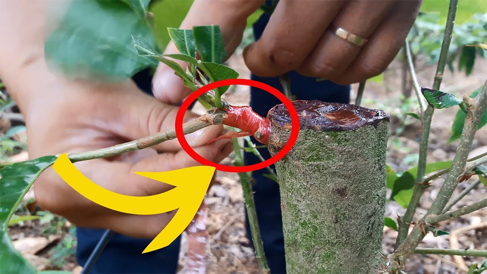 Kiểm tra mối ghép sau 2–3 tuần, tháo dây khi chồi bật xanh