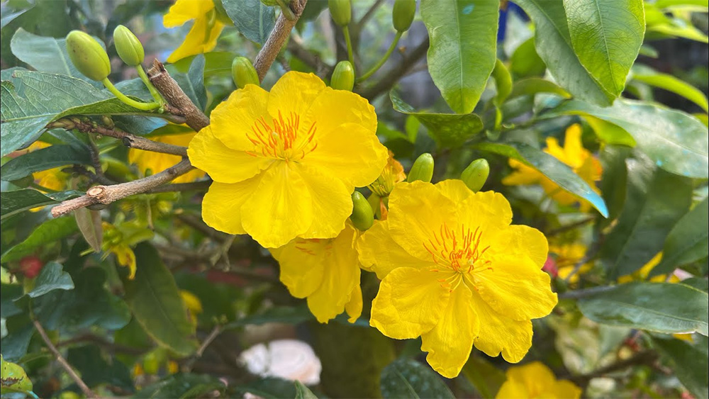 Vẻ đẹp trọn vẹn khi mai siêu bông được chăm đúng cách