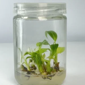 Cây chuối var cấy mô