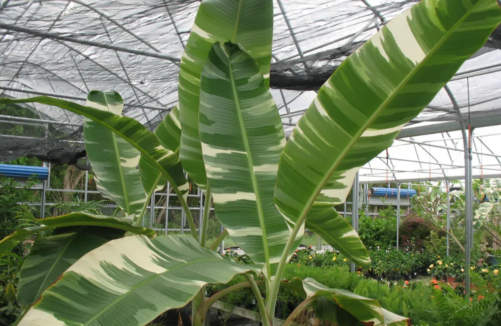 Chuối var là gì và vì sao được yêu thích?