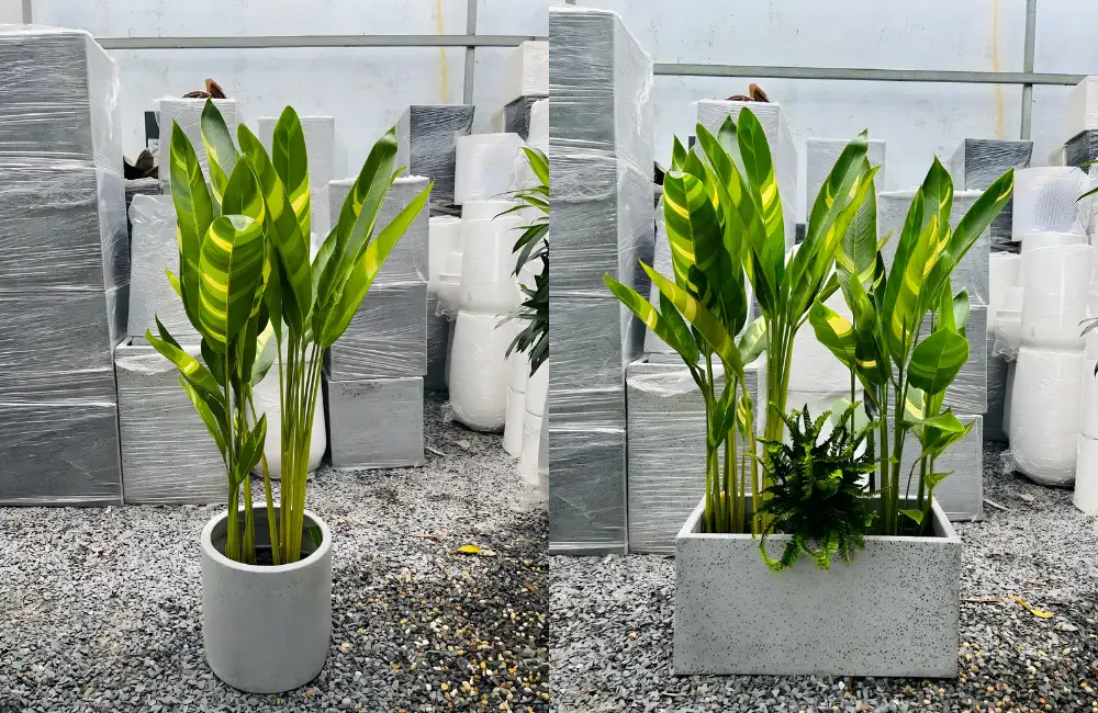 Trồng chuối var cảnh quan sân vườn