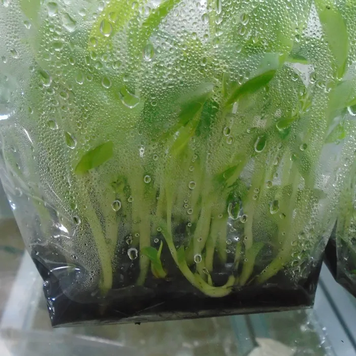 Chuối Var Cấy Mô