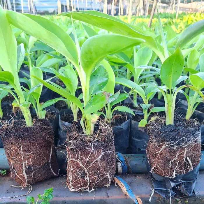 Chuối Var Cấy Mô
