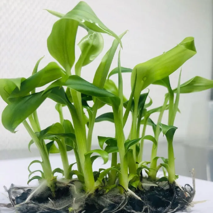 Chuối Var Cấy Mô