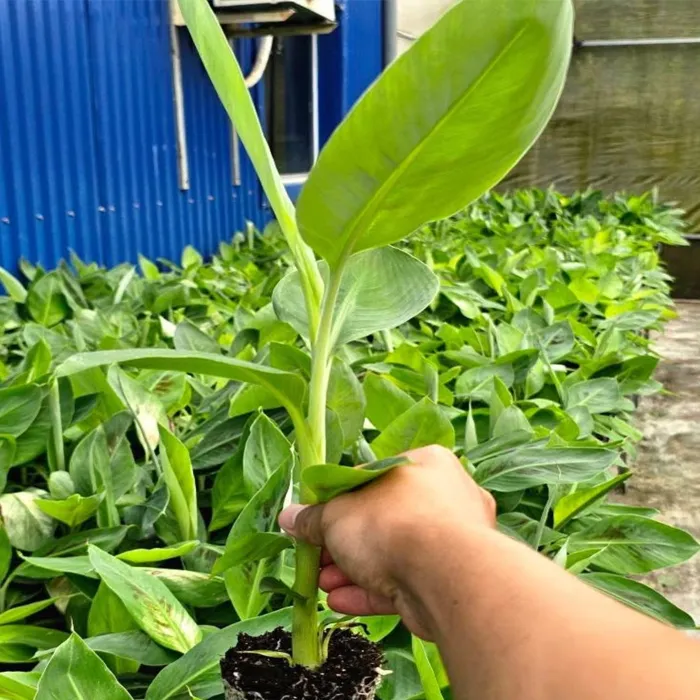 Chuối Var Cấy Mô